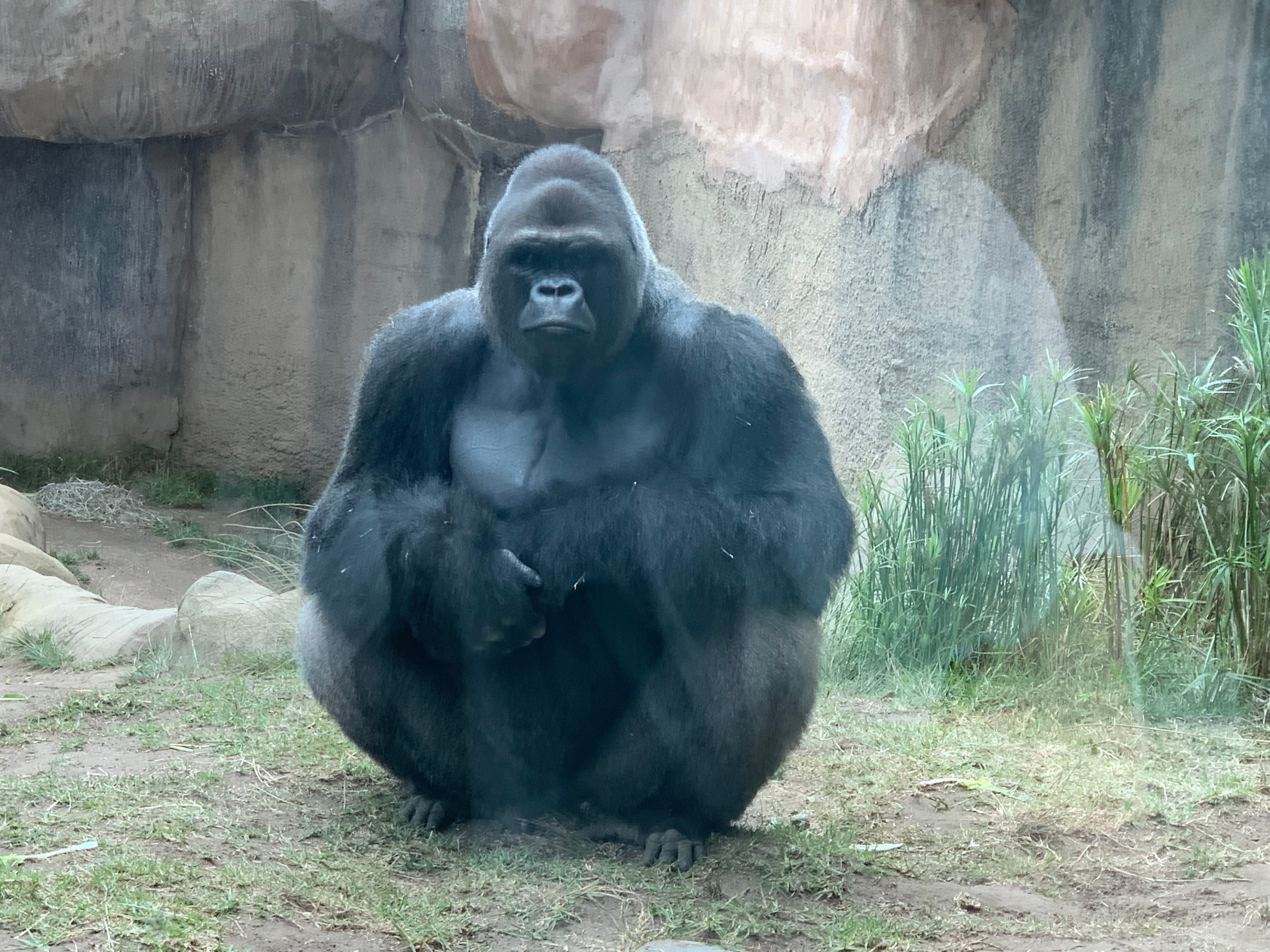 Gorilla